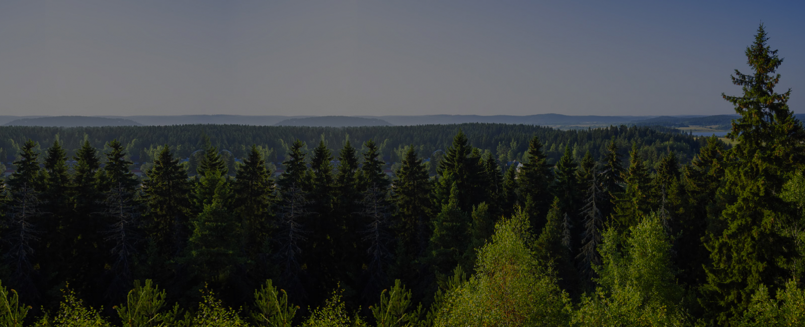 Specialist in kerstbomen van topkwaliteit